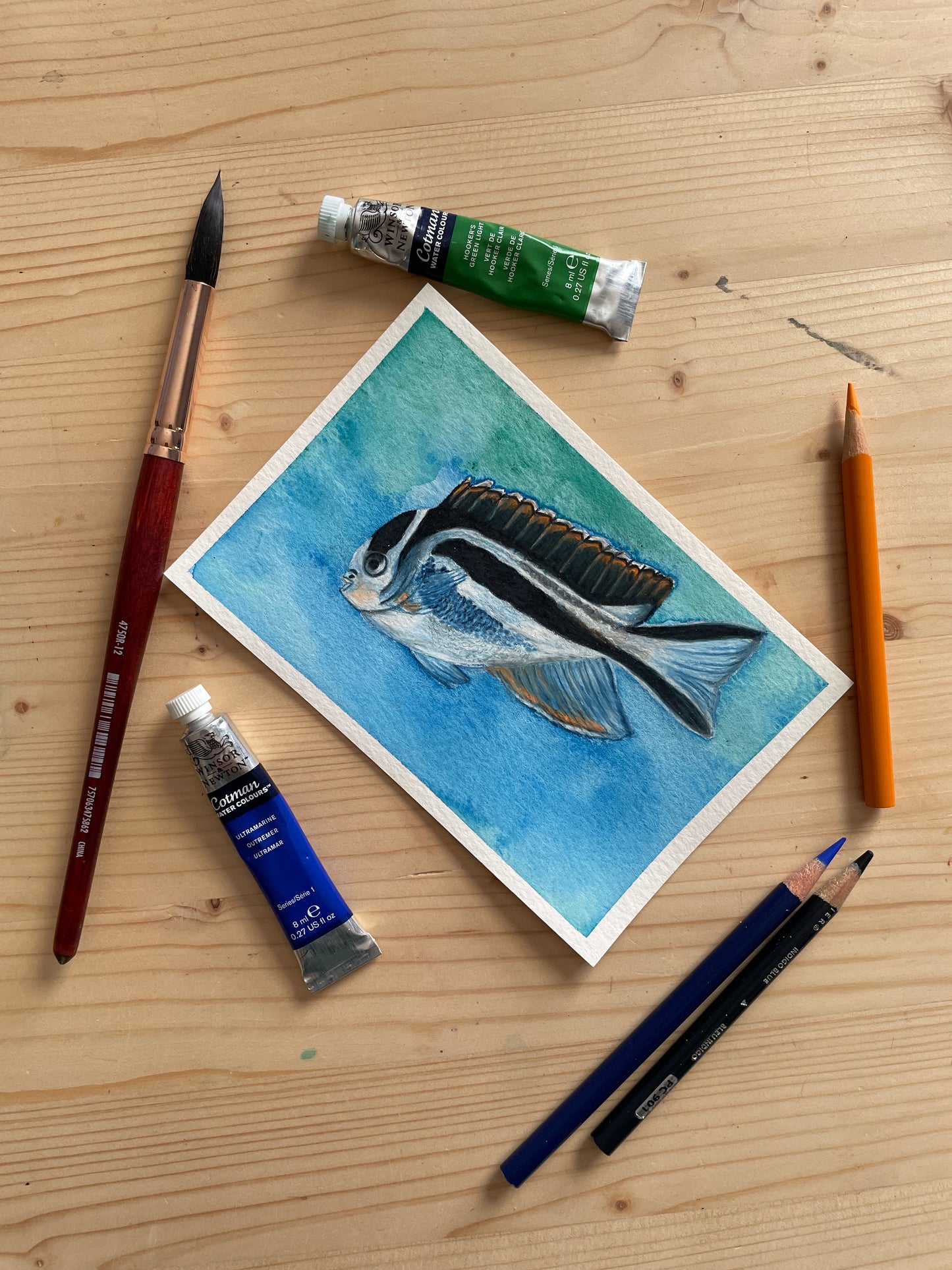 Bellus Angelfish Mini Art Original