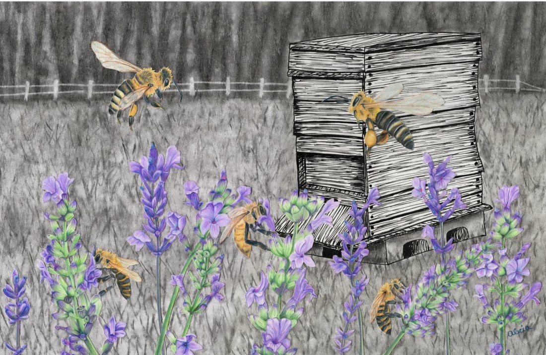 Behind the Drawing: Desolation Without Honeybees