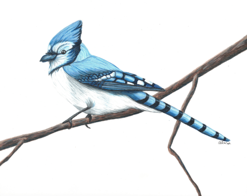 Birds Originals