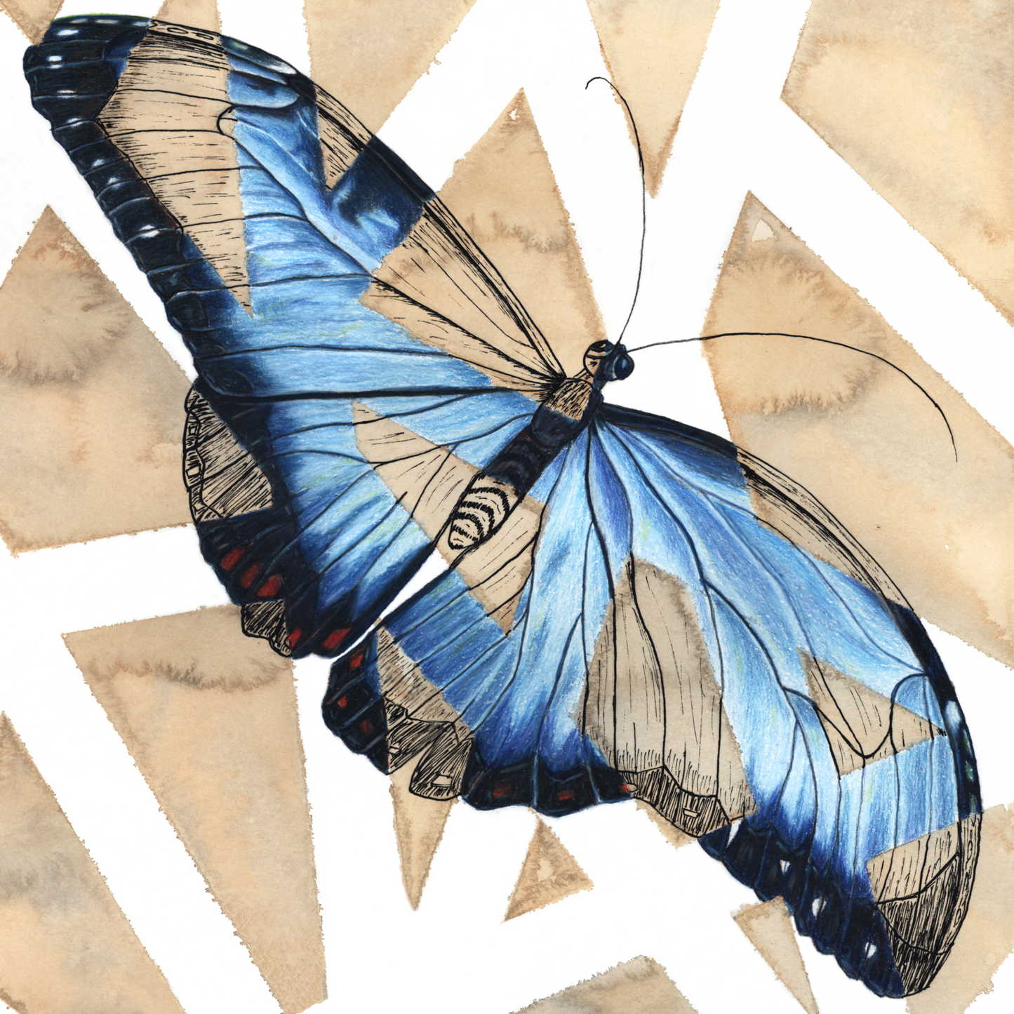 Blue Butterfly Signed Print