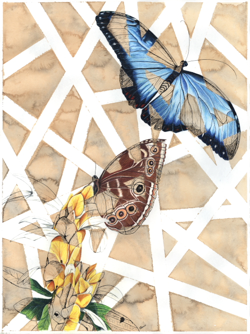 Blue Morpho Butterfly Signed Print