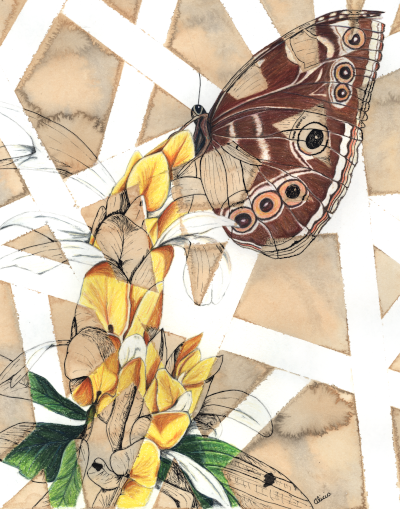 Blue Morpho Butterflies Original