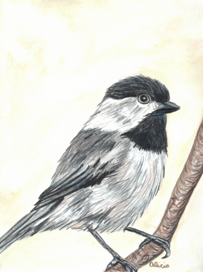 Song Bird Commission