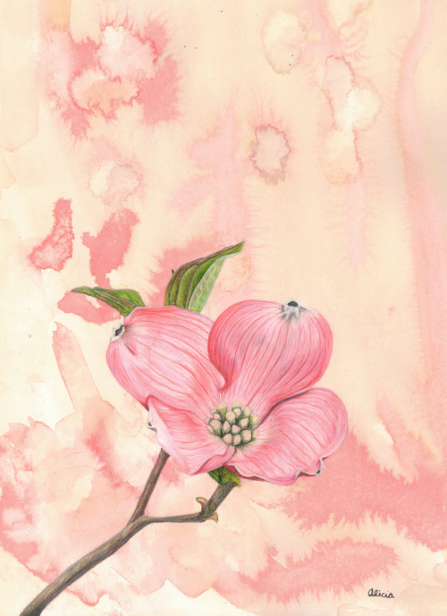 Pink Dogwood Blossom Signed Print