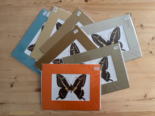 $5 Matted Green and Orange Butterfly Print