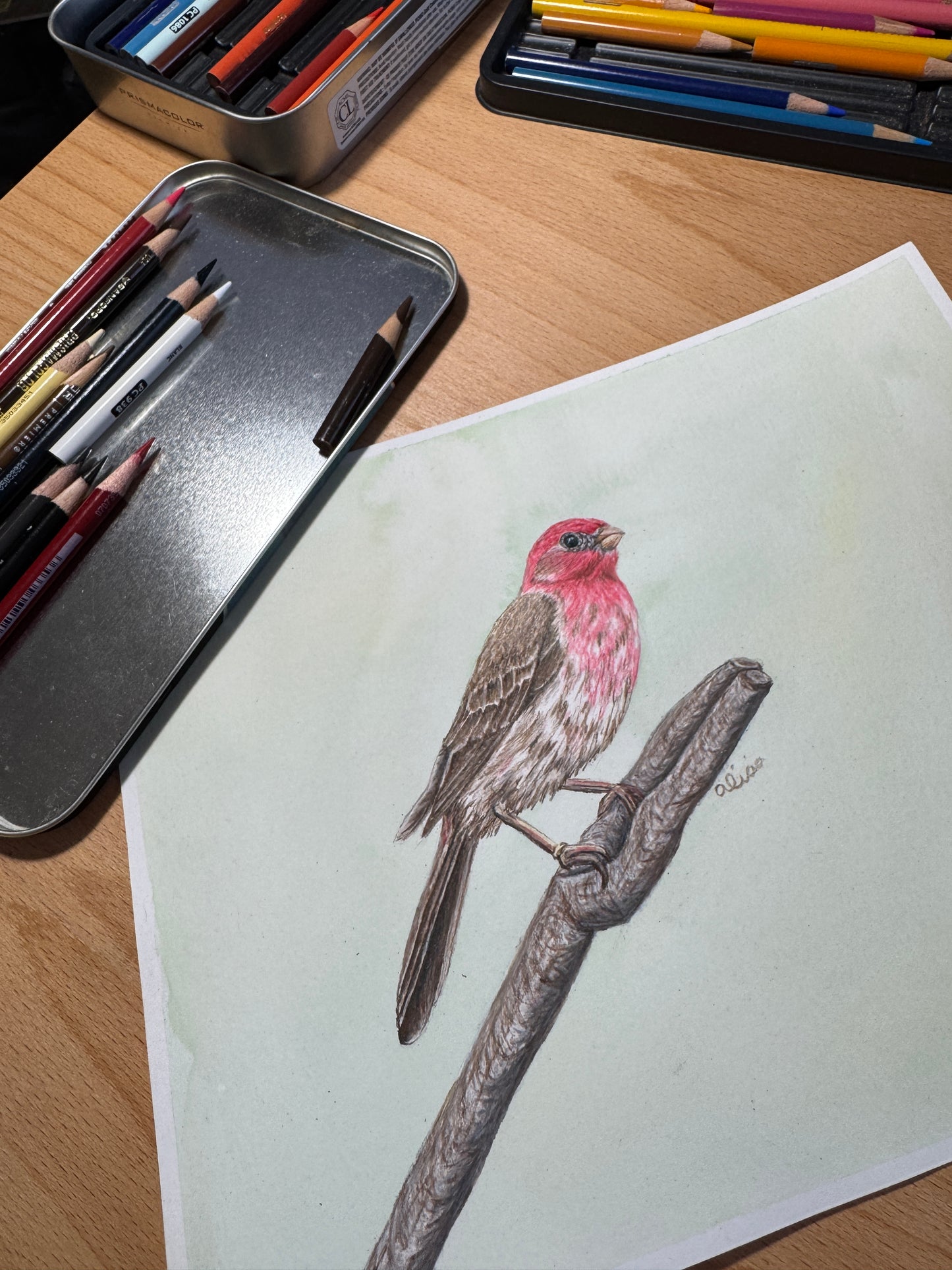 Song Bird Art Prints