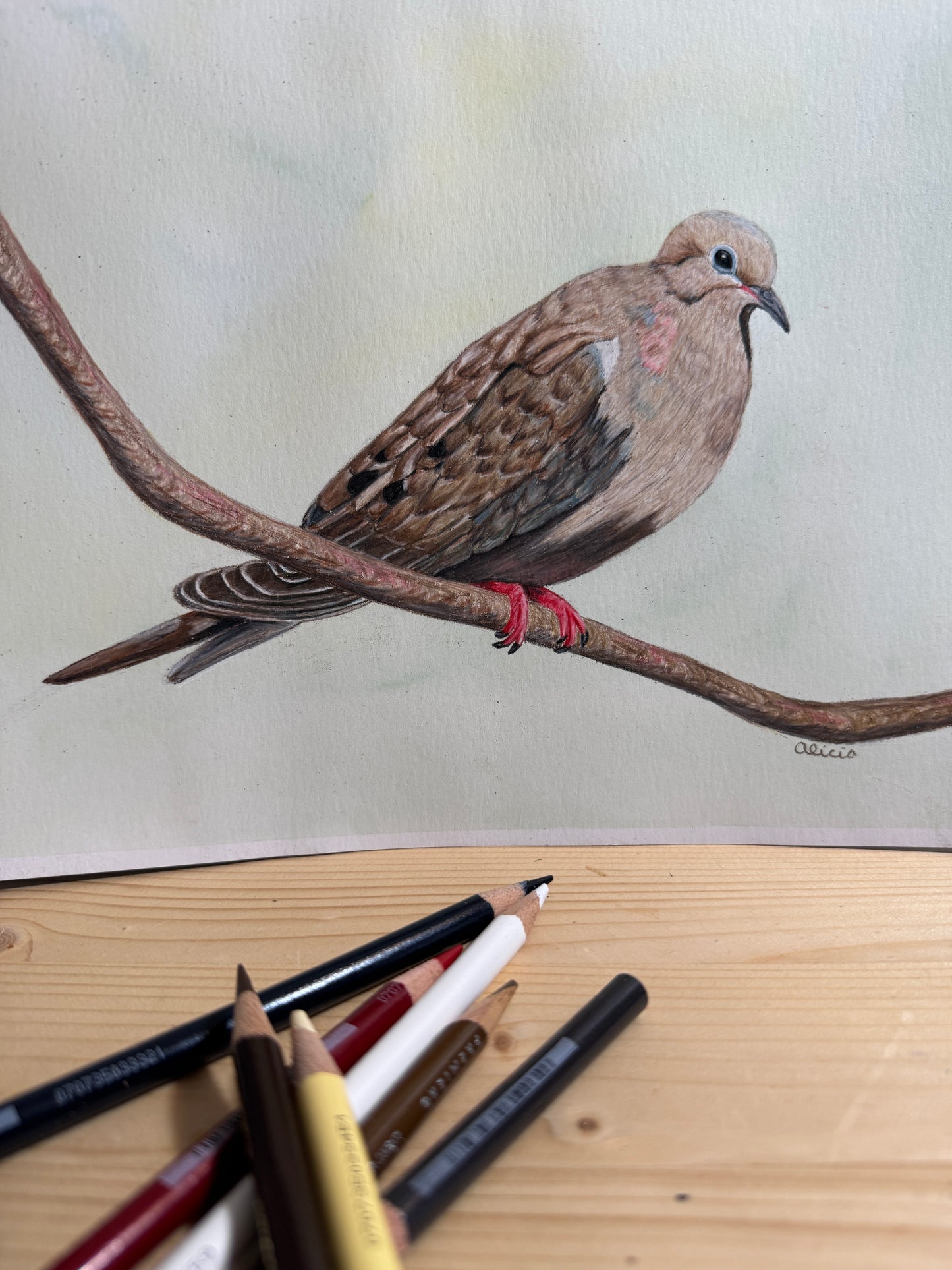 Song Bird Art Prints