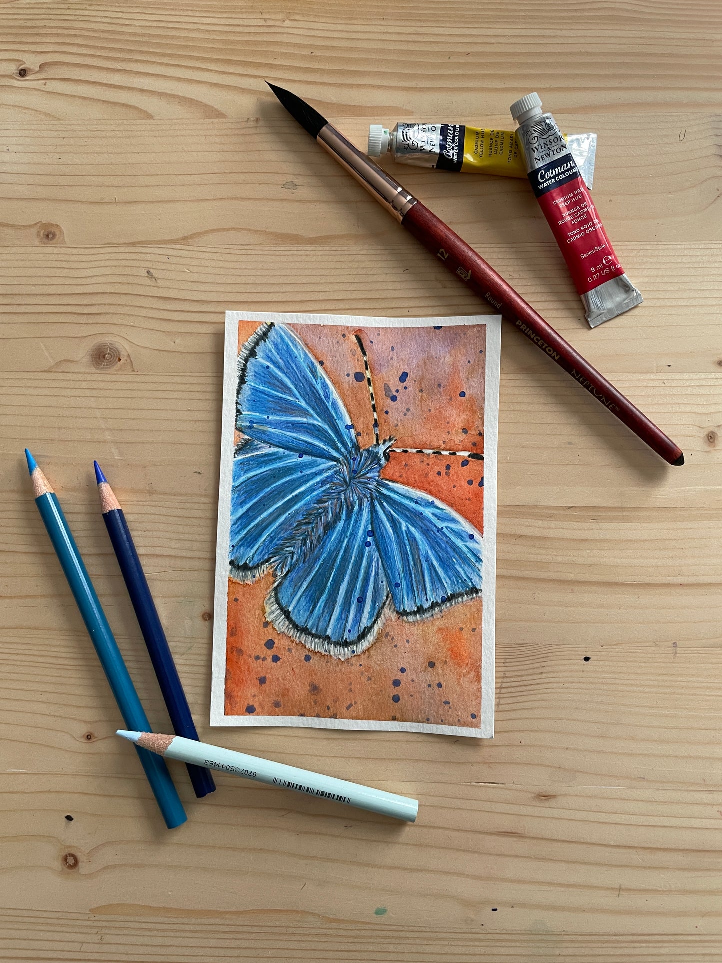 Blue Butterfly On Orange
