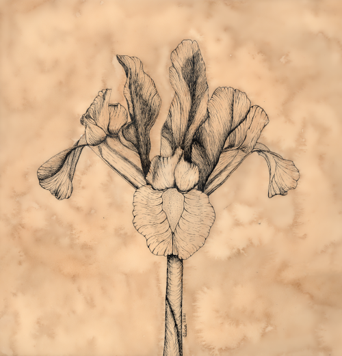 Beautiful Iris in Ink Signed Print