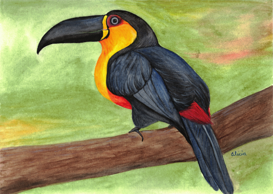 Mason's Toucan Signed Print