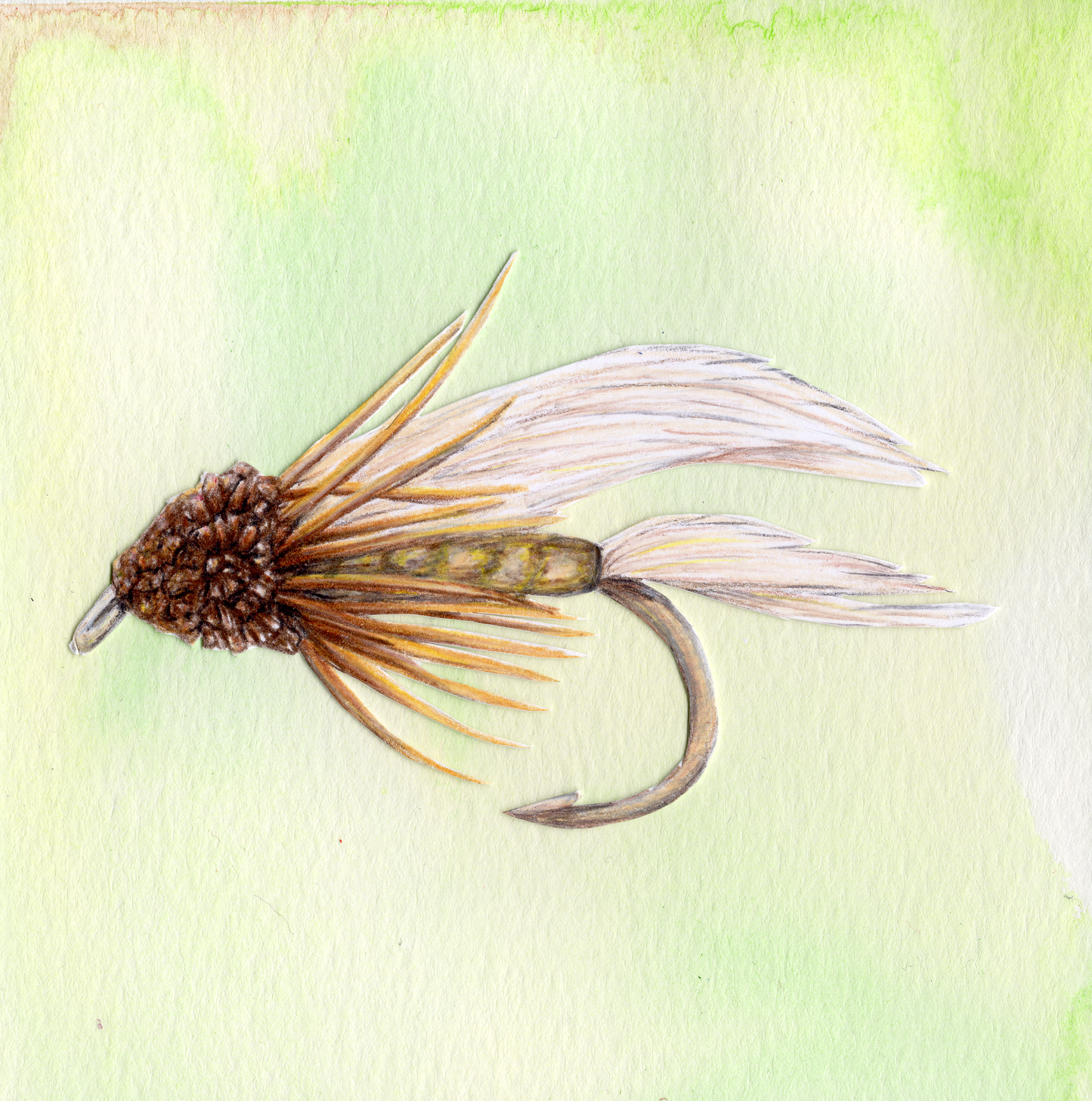 Muddler Minnow Print With Color Background