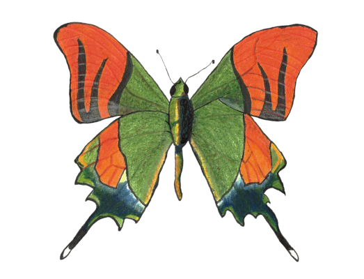 Orange and Green Butterfly Signed Print