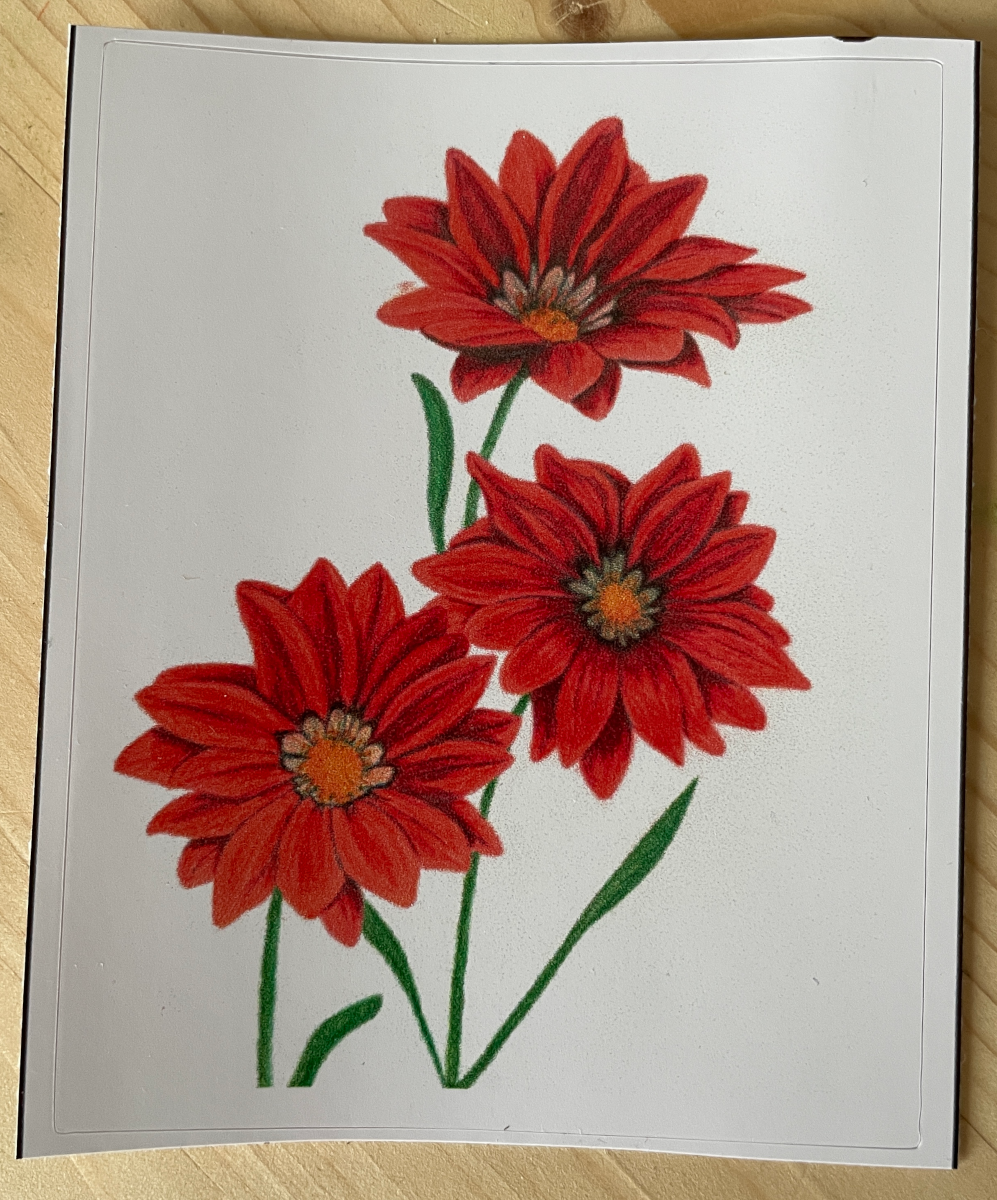 Red Gazania Sticker