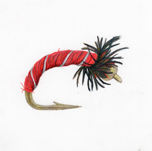 Red Zebra Midge Fly Print