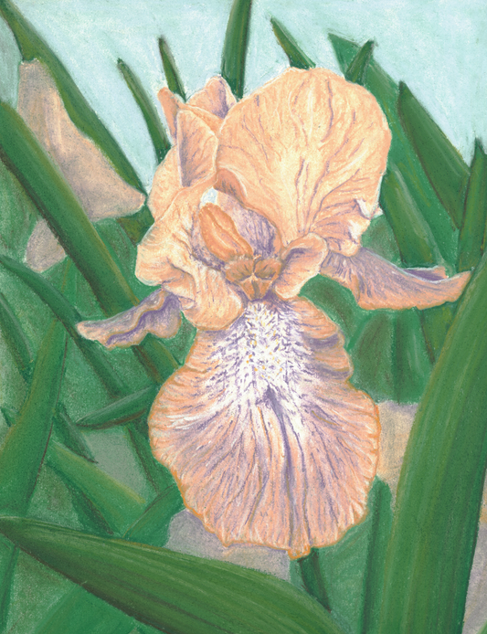 Peach and Purple Iris Original