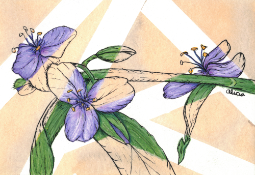 Mountain Side Spiderwort Original