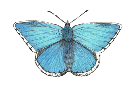 Blue Butterfly Signed Print